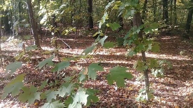 Лес - источник энергии Ци, наполняйтесь ею и пусть вам скоро, очень сильно повезёт смотреть онлайн