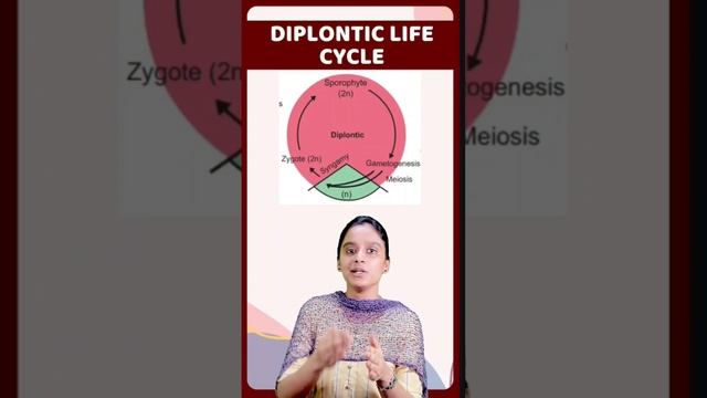 11th Biology Haplontic, Diplontic & Haplo - Diplontic Life Cycle #publicexam2024 #importantquestion