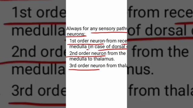 3 Orders of sensory pathway