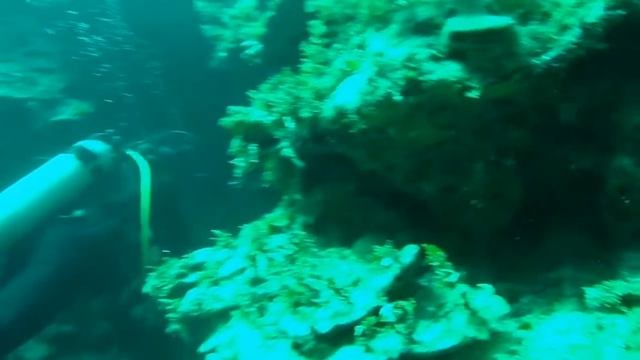 Jamaican Reef Dive