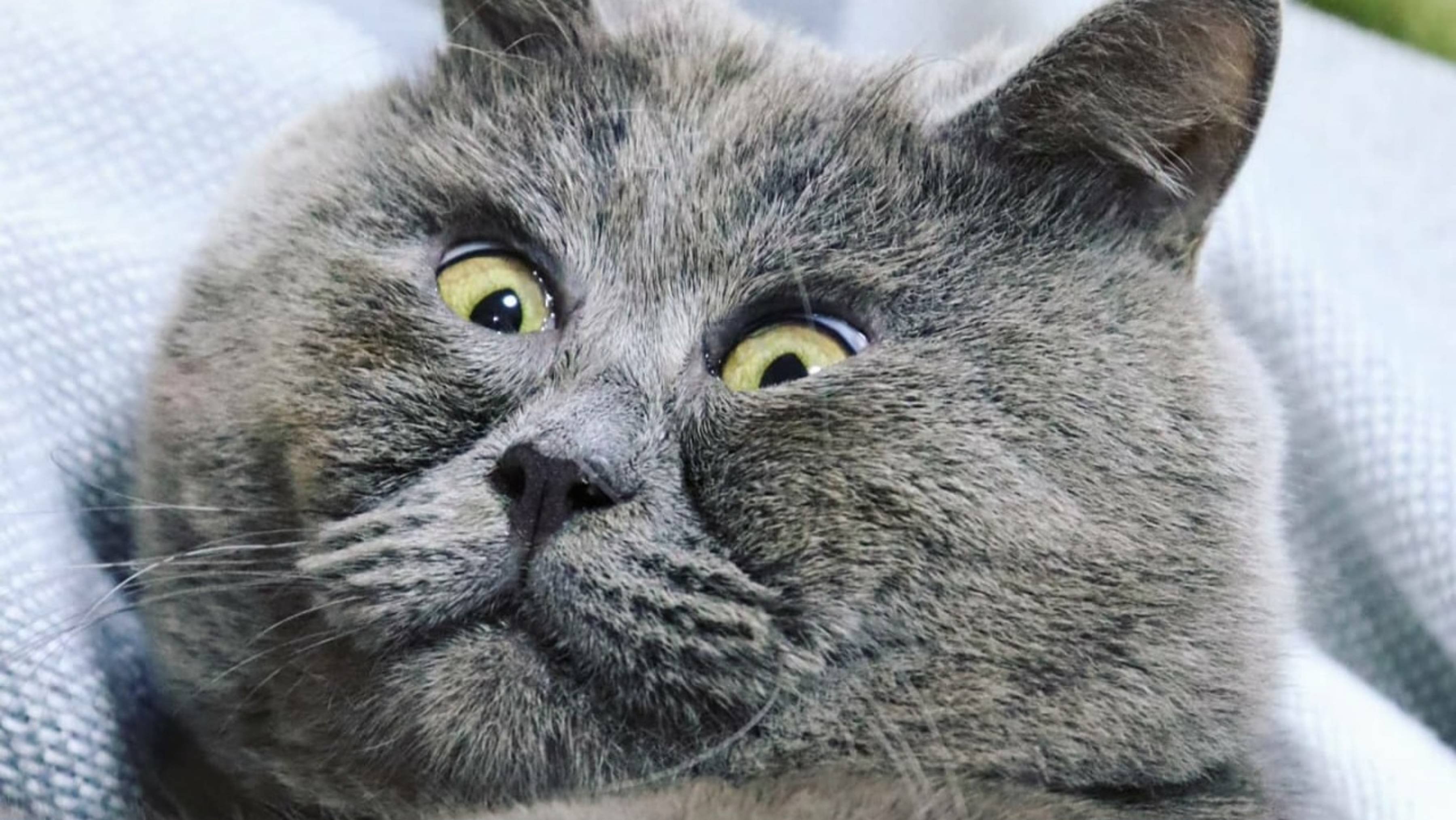Смешные коты !!! Подборка #8