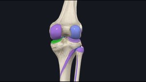 Суставные поверхности КС 3D Анатомия