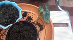 Philodendron Brandtianum | Silver Leaf Care Guide & Propagation