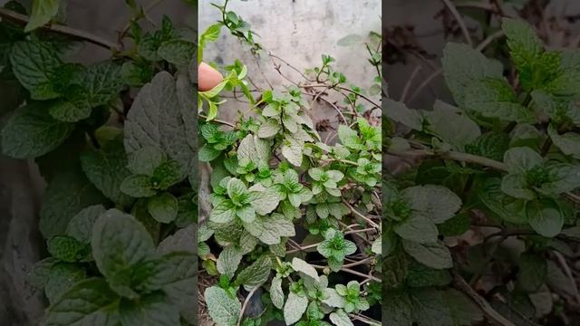 Health benefits of mint  pudina plants gardening viral shortsvideo
