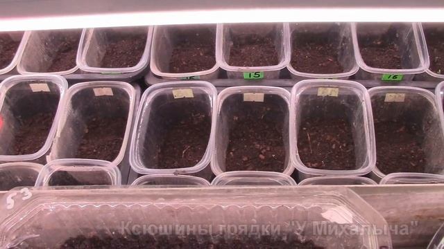 ВЕСНА. Апрель. Посев томатов проросшими семенами. смотреть онлайн