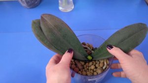 23.02.24.надоели эти Орхидеи ..отрезаю им головы.