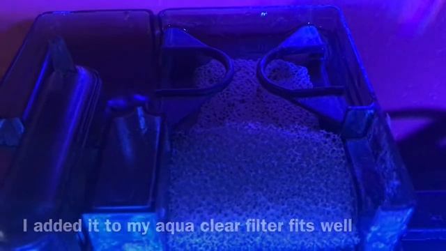 Cyanobacteria Update