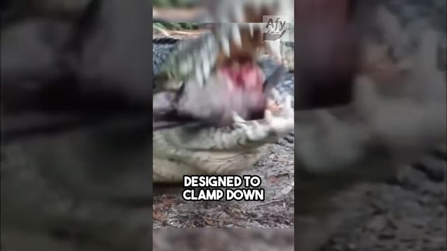 Strongest Bite Forces in the World! #animals смотреть онлайн