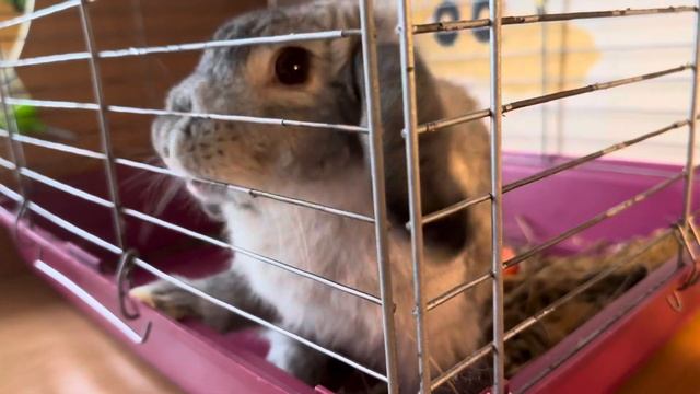 Влог: ГОТОВЛЮ ОБЕД из того что естьмоя НОВАЯ Я точно не взвою ВОЛКОМ