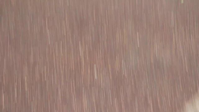 Грейт Прайд ВУЛКАН (Вулли).
