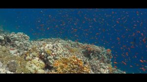 🌐ПЕЙЗАЖИ КРАСНОГО МОРЯ Красочные коралловые рифы и дикая природа🌍