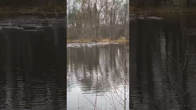 На прудах в усадьбе «Муромцево» до образования льда держатся утки-кряквы