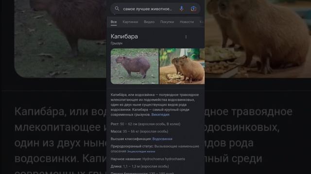 извиняюсь что в начале верха не видно капибара