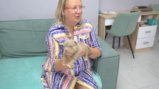 Щенки нарасхват! Им еще 3 недели, а уже осталось всего 2 щенка! Щеночкотерапия. смотреть онлайн