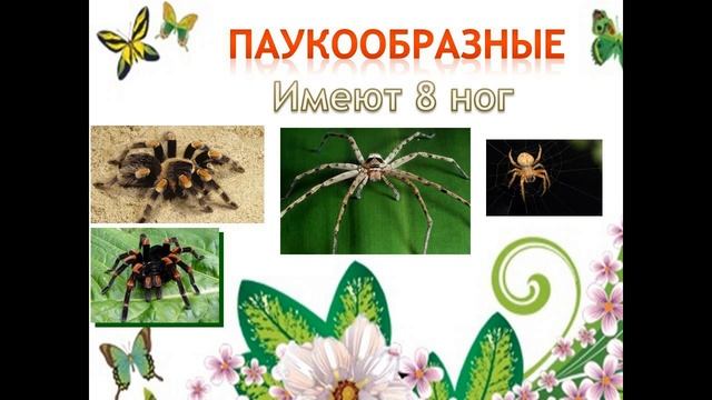 Урок Разнообразие животных 3 класс
