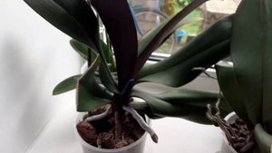 Коллекция комнатных растений 01.08.24🌿 Обзор💚 Цветущие и крупномеры🌷🌴🪴