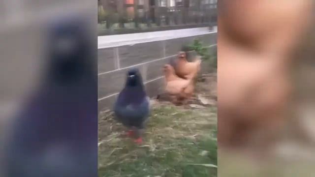 Я РЖАЛ ЦЕЛЫЙ ЧАС-ПОПРОБУЙ НЕ ЗАСМЕЯТЬСЯ ЧЕЛЛЕНДЖ-ТЕСТ НА ПСИХИКУ смотреть онлайн