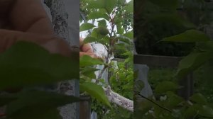 Влияние заморозков на завязь абрикоса. 23.05.24