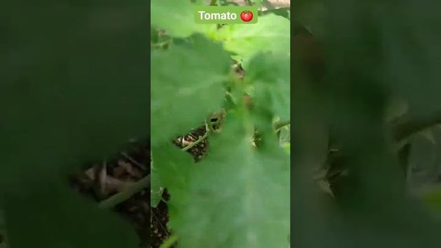 #gardening #nature | Tomato Fruiting. смотреть онлайн
