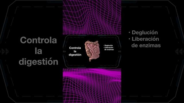 Nuestro intestino como segundo cerebro #retoshorts30 смотреть онлайн