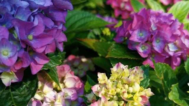 Как легко вырастить разноцветную гортензию #hortensien #hydrangea смотреть онлайн
