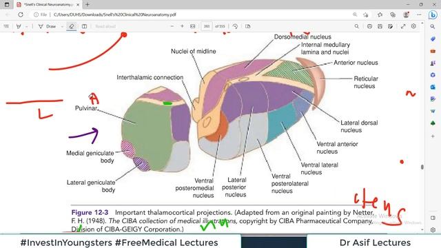 (Chp#12) THALAMUS | NeuroAnatomy | Snell's NeuroAnatomy | Dr Asif Lectures
