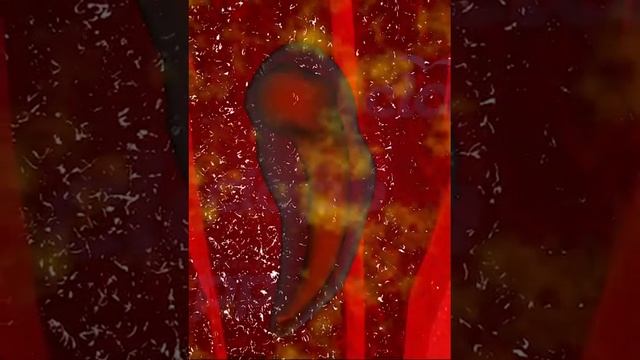 How hcg protect fetus ( 3D Animation )
