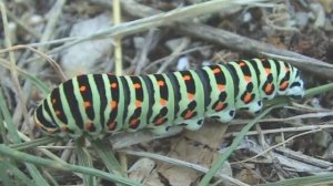 Гусеница из семейств голубянки