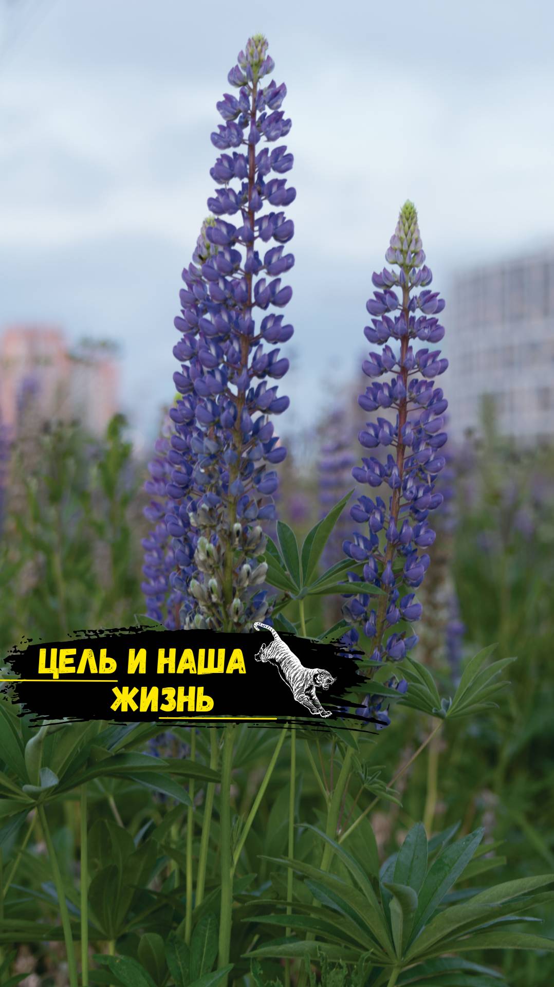 Цель и наша жизнь.