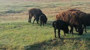 Пастьба Гиссарских овец