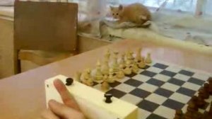 Падение котёнка