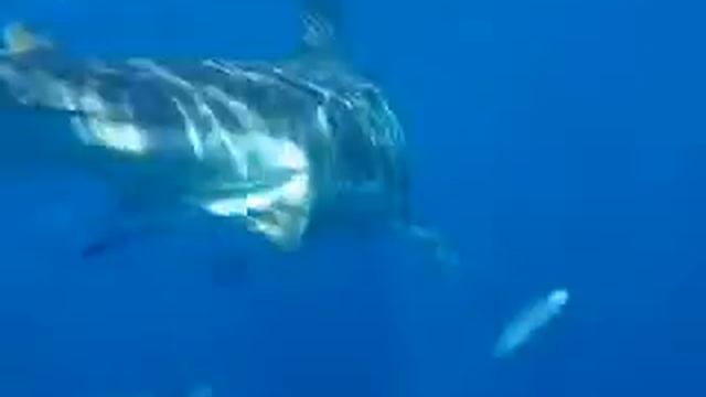 Great White Sharks