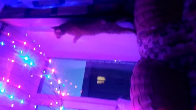 Включи коту гирлянду,не может насмотреться
