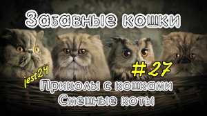 Забавные кошки / Приколы с кошками / Смешные коты #27