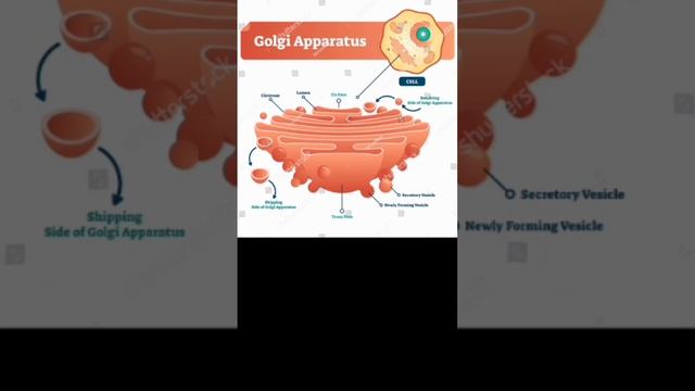 interesting biological information about Golgi Apparatus