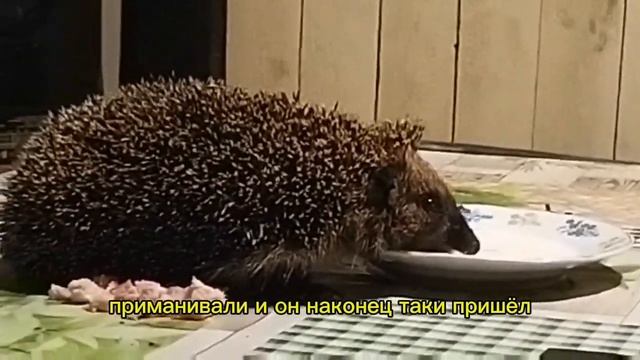 Ночной гость #ежик #лето #дача #иринакралько #flkralirina смотреть онлайн