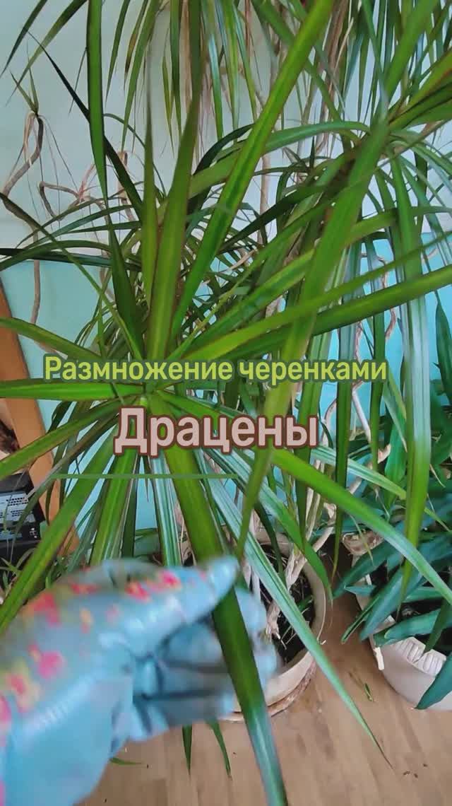 Драцена: размножение черенками #драцена #shorts
