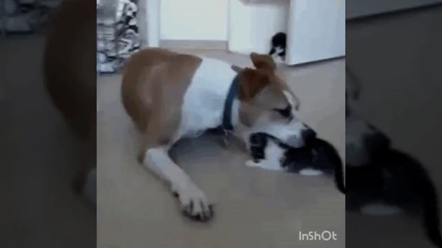 Тест на психику,засмеялся,проиграл😁. смотреть онлайн