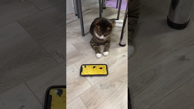 Котики играют на смартфоне 🐾 #питомцы #котики #cat #игрушкидлякошек #кот