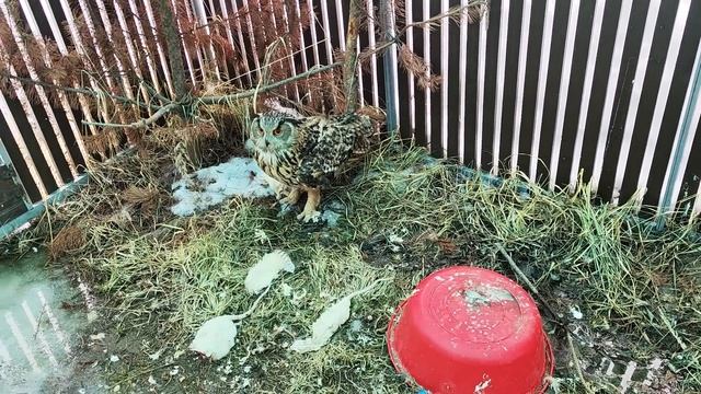 Не трогайте орла, и он не будет трогать вас смотреть онлайн