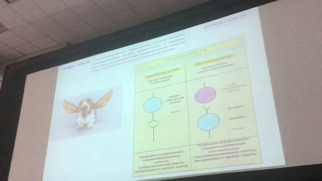 Органы чувств ч1