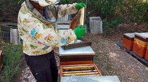 Отводки в сентябре. Их состояние. Кормить или нет.