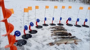 Щука сошла сума, бешеный жор зубастой по первому льду, сезон 2023-2024 г.