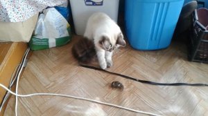 Кошка поймала крота