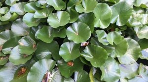 11. Я есть То. Осознание и Сознание. Нисаргадатта Махарадж