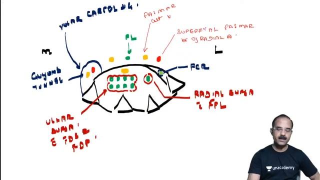 Images  MCQs Based Revision  Anatomy  Dr Pradeep Pawar
