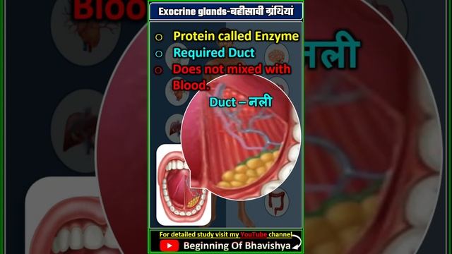 exocrine glands |  बहीस्रावी ग्रन्थि