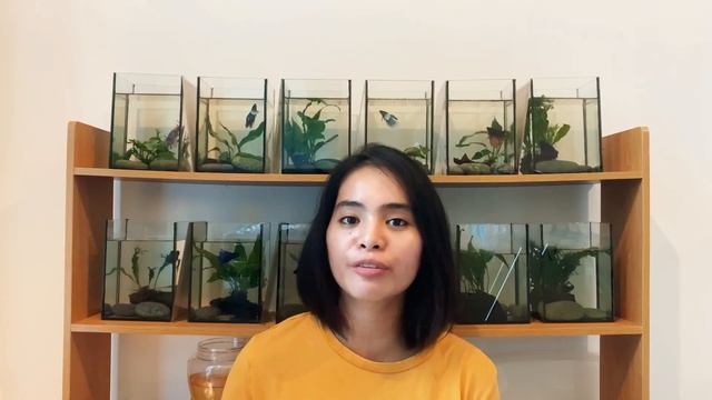 BETTA CARE • FAQ AND BETTA SETUP TIPS • PH смотреть онлайн