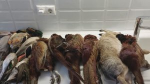 Охота на фазана. Готовим зайца в сметанном соусе