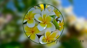 Посев плюмерии из семян часть 1